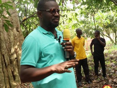 Annoh-Dompreh urges govt to prioritise cocoa sector, restore prices and support struggling farmers