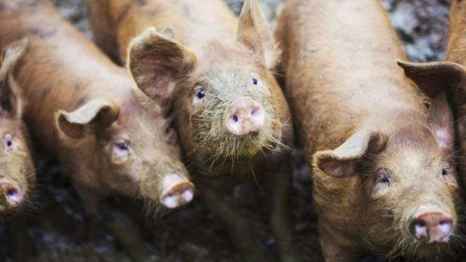 African Swine Fever recorded in Jaman North