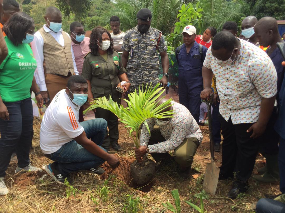 Asenema Falls tree planting