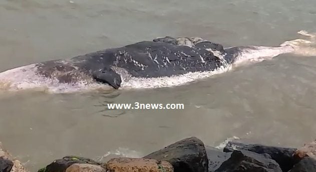 Whale washed ashore at Nkontompo