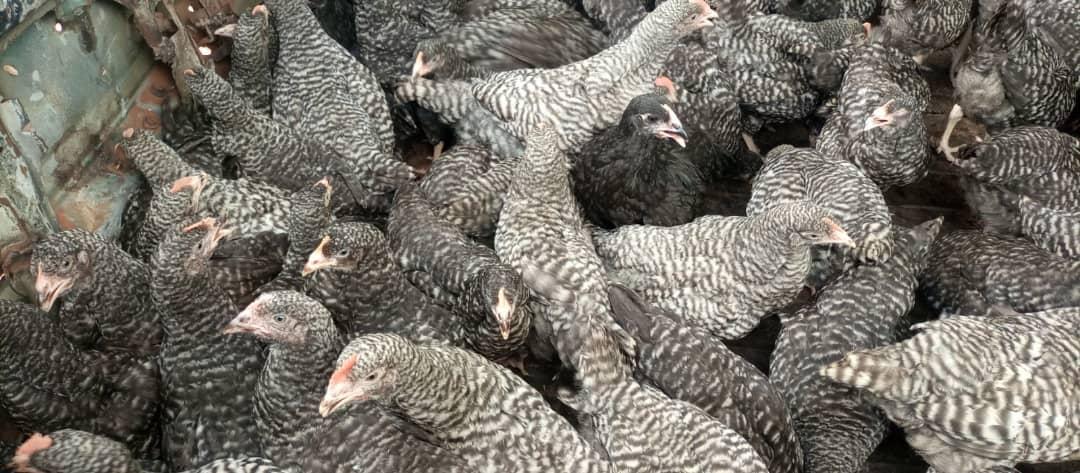 Fifty farmers receive 500 free cockerels at Asesewa