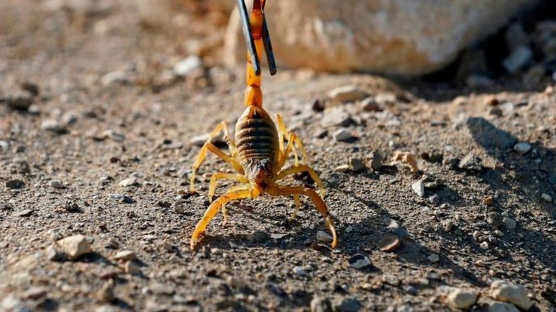 Scorpions kill three and injure hundreds in Egypt