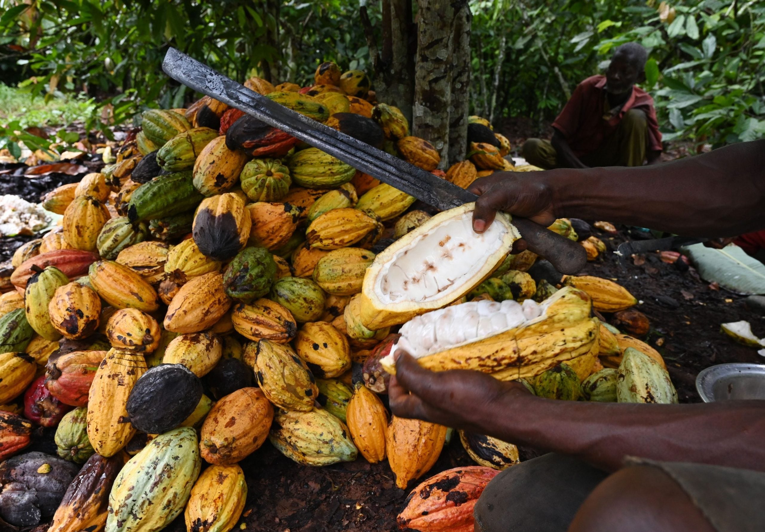 Cocoa-Farmers