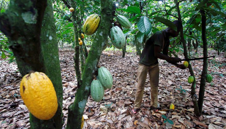 Only 2% of cocoa farms are affected by galamsey - Agric Minister