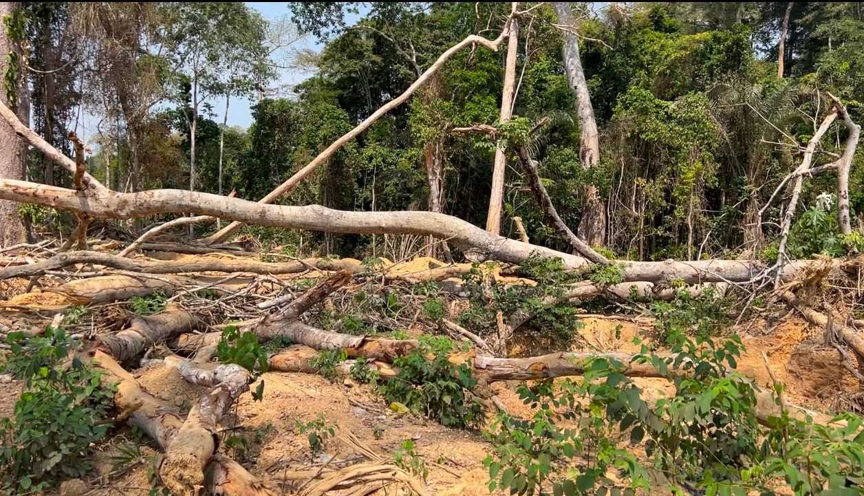 Over 50 acres of Tano Anwia Forest Reserve destroyed by illegal miners