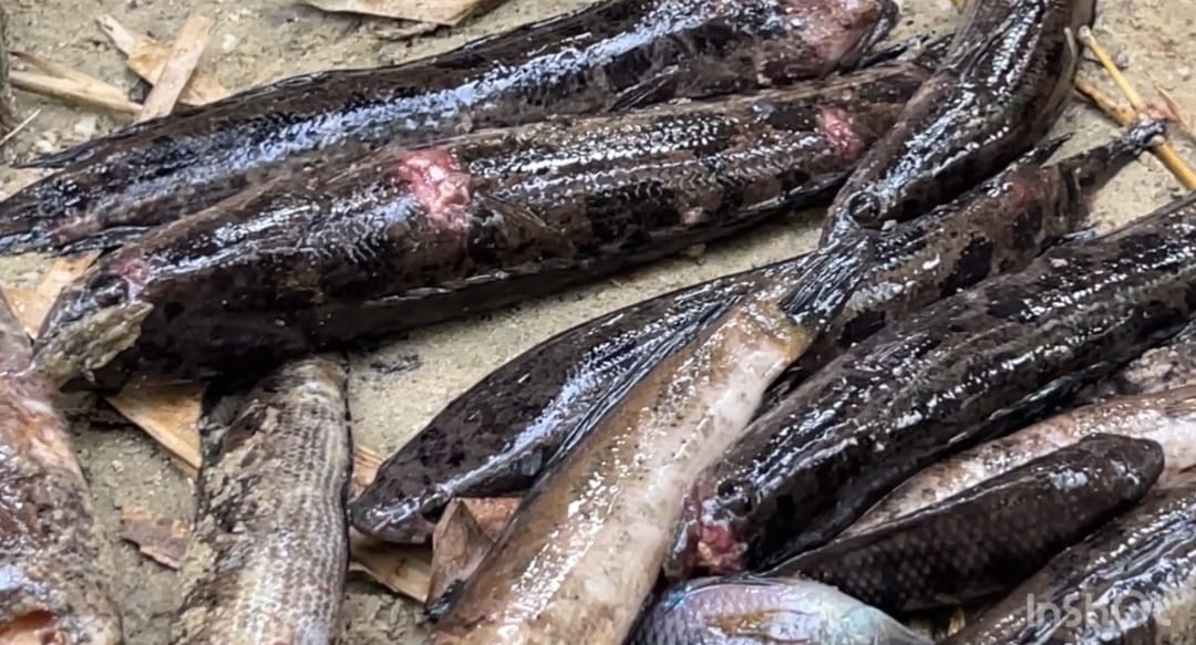 Ellembelle rotten fishes: Residents decry prolonged delay in finding root cause