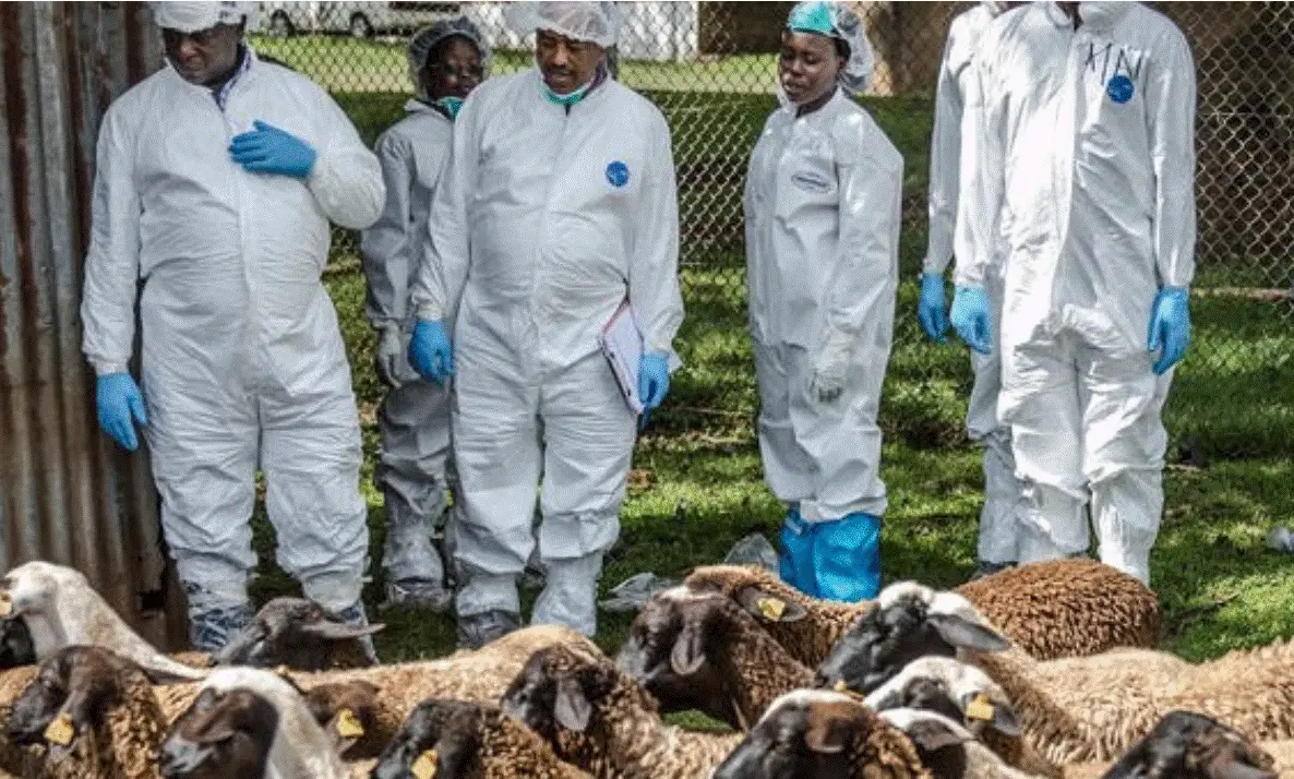 New FAO-led study highlights that improving productivity is key to reducing antibiotic use in livestock