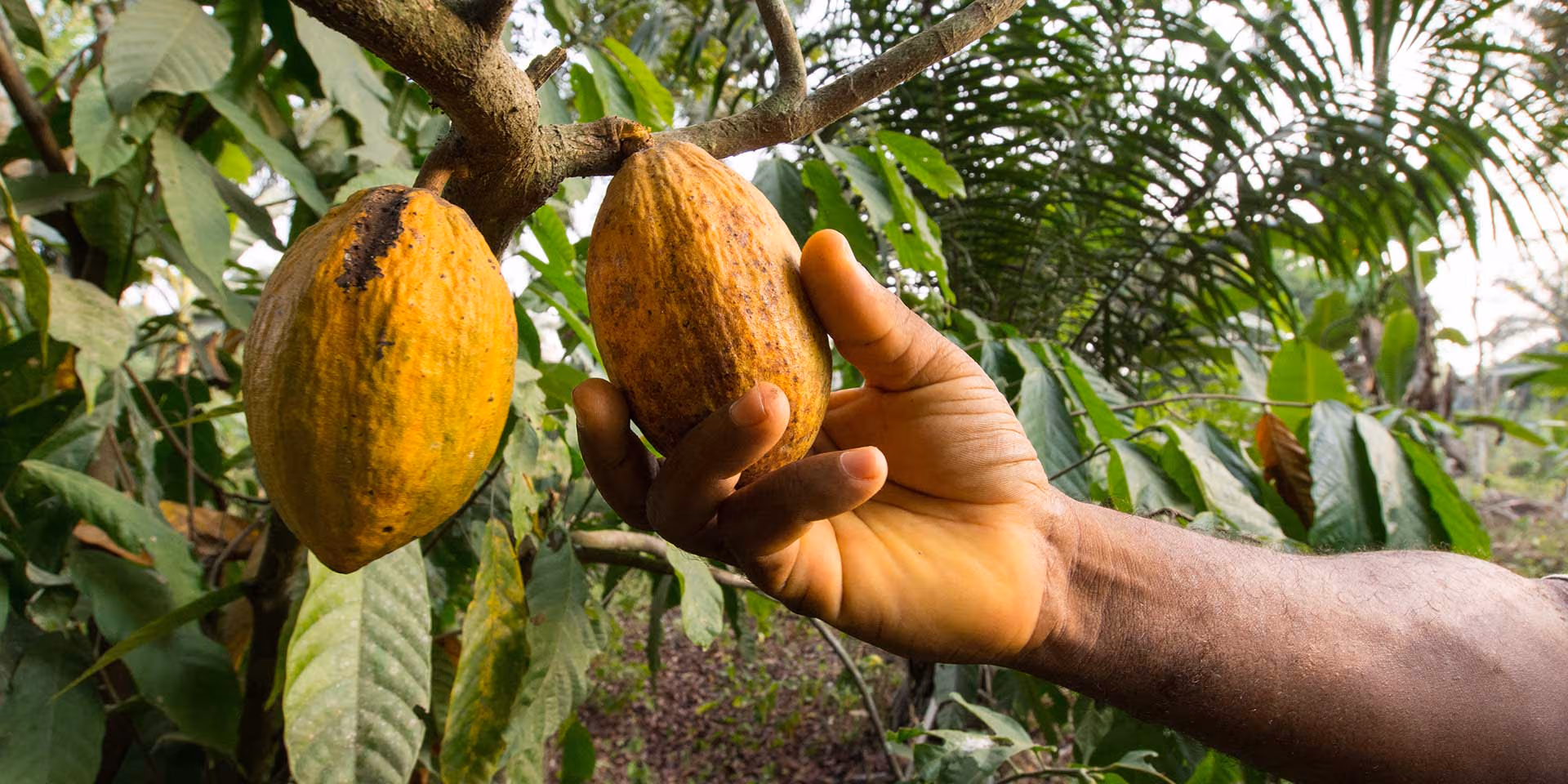 Cocoa-pod-harvesting
