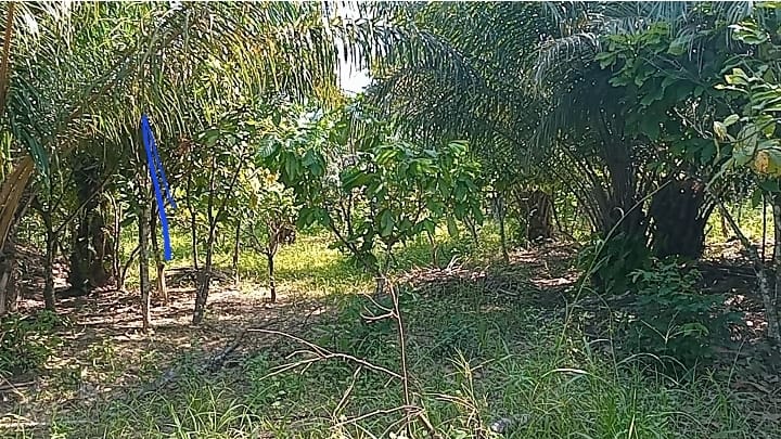 Aggrieved cocoa farmers raise reg flag over attempts by real estate developer to destroy their cocoa farms